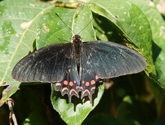 Parides photinus
