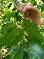 Hyperbaena domingensis