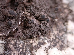 Umbilicaria torrefacta
