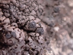 Umbilicaria torrefacta