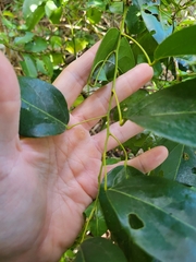 Hyperbaena domingensis