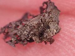 Umbilicaria torrefacta