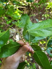 Hyperbaena domingensis