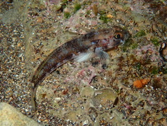 Gobius roulei