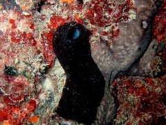 Phallusia fumigata