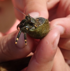 Clibanarius virescens