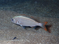 Pagellus acarne