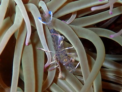 Periclimenes aegylios