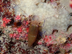 Gnathophyllum elegans