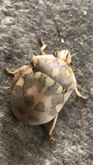 Pachycoris torridus