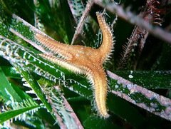 Astropecten spinulosus