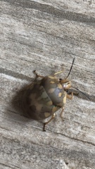 Pachycoris torridus
