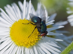 Lucilia illustris