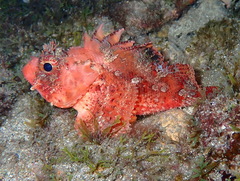 Scorpaena notata