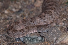 Crotalus pyrrhus