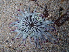 Condylactis aurantiaca