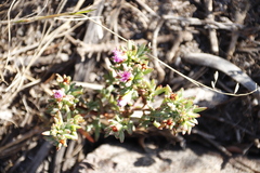 Lampranthus emarginatus
