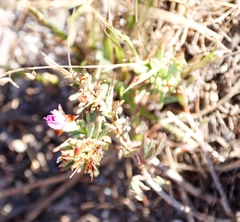 Lampranthus emarginatus