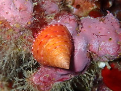 Calliostoma conulus