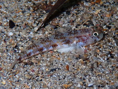 Gobius roulei