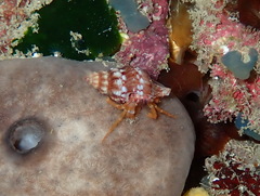 Clibanarius erythropus