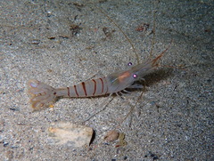 Palaemon serratus