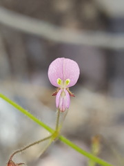 Desmodium rosei