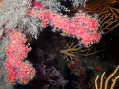 Alcyonium coralloides