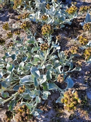 Senecio candidans