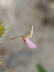 Desmodium rosei