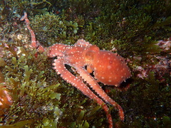 Callistoctopus macropus