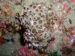 Cladocora caespitosa