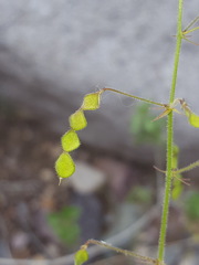 Desmodium rosei