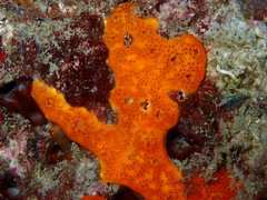 Polysyncraton lacazei