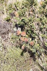 Liparia splendens splendens