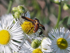 Trichopoda pictipennis