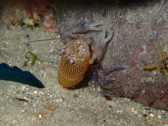 Gnathophyllum elegans