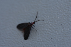 Drosicha