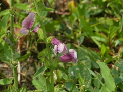 Centranthera indica