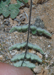 Myriopteris parryi image