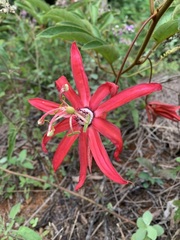 Passiflora speciosa