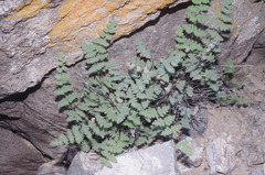 Myriopteris parryi image