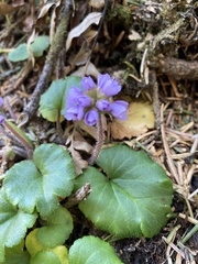 Veronica regina-nivalis