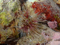 Aulactinia verrucosa