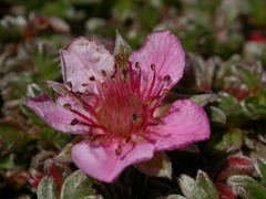 Potentilla nitida