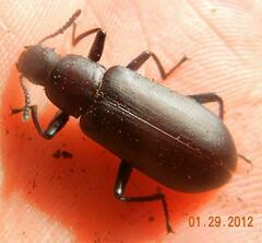 Alobates pensylvanicus