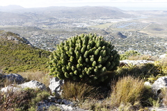 Mimetes fimbriifolius
