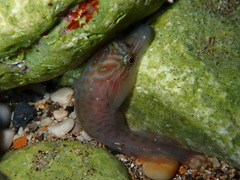 Lepadogaster lepadogaster