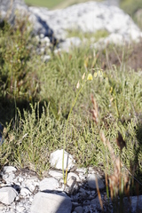 Albuca