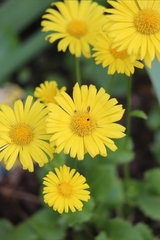 Doronicum caucasicum